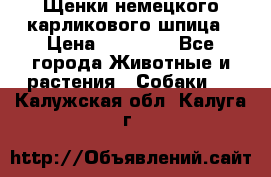 Щенки немецкого карликового шпица › Цена ­ 20 000 - Все города Животные и растения » Собаки   . Калужская обл.,Калуга г.